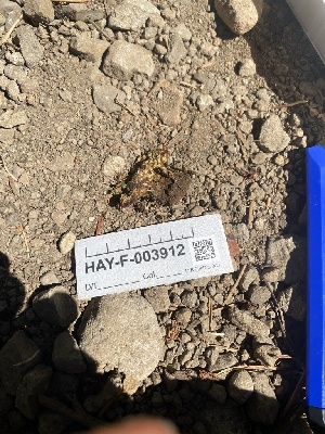  ( - HAY-F-003912)  @11 [ ] by-nc (2023) Grace Stark Fungal Diversity Survey