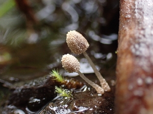 ( - HAY-F-003647)  @11 [ ] by-nc (2023) Sadie Hickey Fungal Diversity Survey