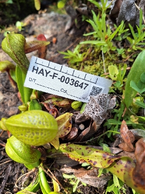  ( - HAY-F-003647)  @11 [ ] by-nc (2023) Sadie Hickey Fungal Diversity Survey