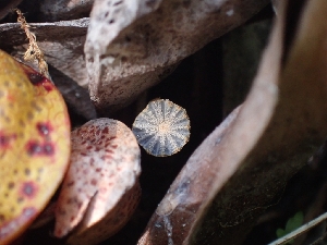  (Narcissea - HAY-F-003647)  @11 [ ] by-nc (2023) Sadie Hickey Fungal Diversity Survey