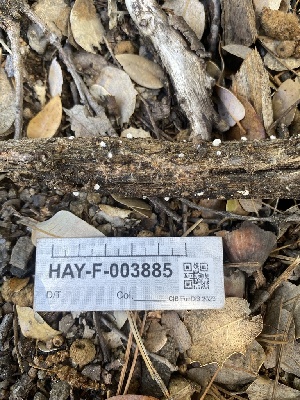  ( - HAY-F-003885)  @11 [ ] by-nc (2023) Grace Stark Fungal Diversity Survey