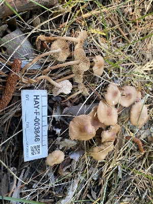  ( - HAY-F-003846)  @11 [ ] by-nc (2023) Grace Stark Fungal Diversity Survey