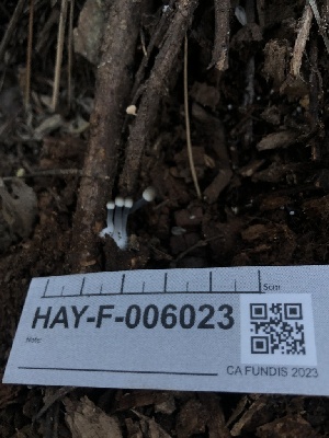  ( - HAY-F-006023)  @11 [ ] by-nc (2023) Dean Lyons Fungal Diversity Survey
