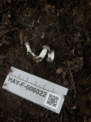  ( - HAY-F-006022)  @11 [ ] by-nc (2023) Dean Lyons Fungal Diversity Survey