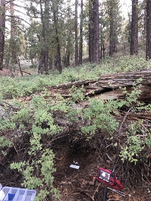  (Tricholoma moseri - HAY-F-006022)  @11 [ ] by-nc (2023) Dean Lyons Fungal Diversity Survey