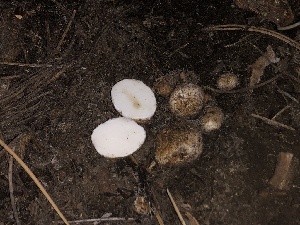  ( - HAY-F-005987)  @11 [ ] by-nc (2023) Dean Lyons Fungal Diversity Survey