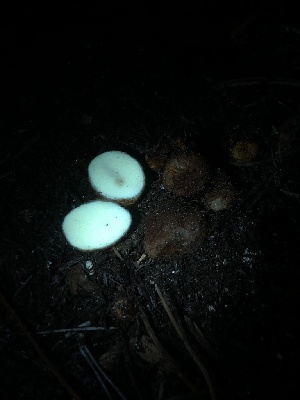  ( - HAY-F-005987)  @11 [ ] by-nc (2023) Dean Lyons Fungal Diversity Survey
