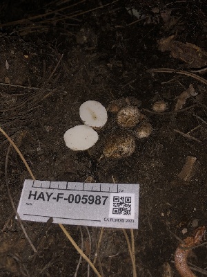  ( - HAY-F-005987)  @11 [ ] by-nc (2023) Dean Lyons Fungal Diversity Survey
