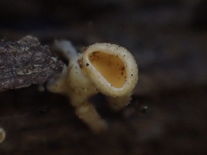  ( - HAY-F-005985)  @11 [ ] by-nc (2023) Dean Lyons Fungal Diversity Survey