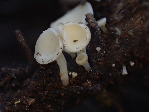  (Hymenoscyphus sp. CA03 - HAY-F-005985)  @11 [ ] by-nc (2023) Dean Lyons Fungal Diversity Survey