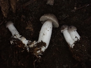  ( - HAY-F-006022)  @11 [ ] by-nc (2023) Dean Lyons Fungal Diversity Survey