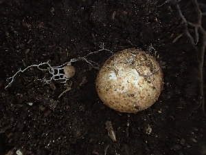  ( - HAY-F-006021)  @11 [ ] by-nc (2023) Dean Lyons Fungal Diversity Survey