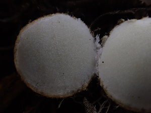  ( - HAY-F-006021)  @11 [ ] by-nc (2023) Dean Lyons Fungal Diversity Survey
