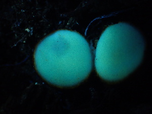  ( - HAY-F-006021)  @11 [ ] by-nc (2023) Dean Lyons Fungal Diversity Survey