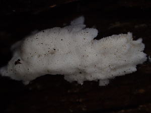  (Oligoporus - HAY-F-005989)  @11 [ ] by-nc (2023) Dean Lyons Fungal Diversity Survey
