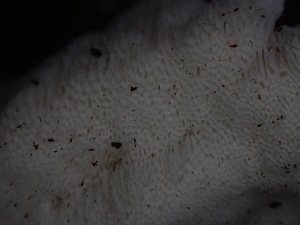  ( - HAY-F-005989)  @11 [ ] by-nc (2023) Dean Lyons Fungal Diversity Survey