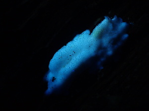  ( - HAY-F-005989)  @11 [ ] by-nc (2023) Dean Lyons Fungal Diversity Survey