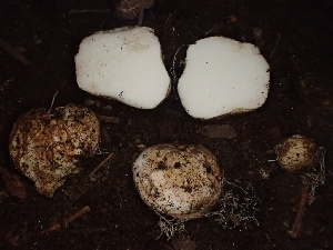 ( - HAY-F-005992)  @11 [ ] by-nc (2023) Dean Lyons Fungal Diversity Survey