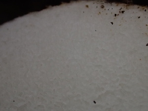  ( - HAY-F-005992)  @11 [ ] by-nc (2023) Dean Lyons Fungal Diversity Survey