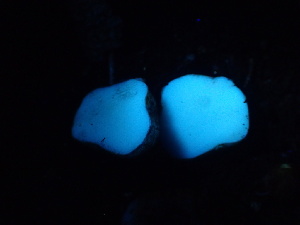  ( - HAY-F-005992)  @11 [ ] by-nc (2023) Dean Lyons Fungal Diversity Survey