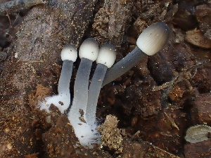  ( - HAY-F-006023)  @11 [ ] by-nc (2023) Dean Lyons Fungal Diversity Survey
