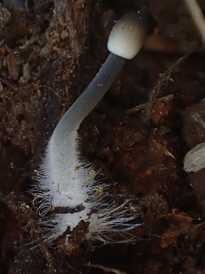  ( - HAY-F-006023)  @11 [ ] by-nc (2023) Dean Lyons Fungal Diversity Survey