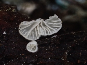  (Clitopilus sp. CA01 - HAY-F-005994)  @11 [ ] by-nc (2023) Dean Lyons Fungal Diversity Survey