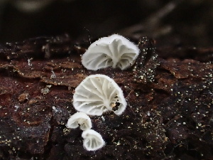  ( - HAY-F-005994)  @11 [ ] by-nc (2023) Dean Lyons Fungal Diversity Survey