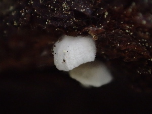  ( - HAY-F-005994)  @11 [ ] by-nc (2023) Dean Lyons Fungal Diversity Survey