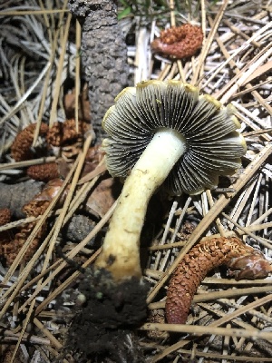  ( - HAY-F-005995)  @11 [ ] by-nc (2023) Dean Lyons Fungal Diversity Survey