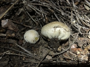  ( - HAY-F-005990)  @11 [ ] by-nc (2023) Dean Lyons Fungal Diversity Survey