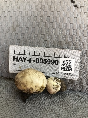  ( - HAY-F-005990)  @11 [ ] by-nc (2023) Dean Lyons Fungal Diversity Survey