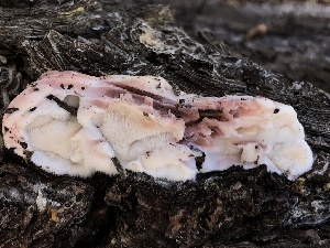  ( - HAY-F-005998)  @11 [ ] by-nc (2023) Dean Lyons Fungal Diversity Survey