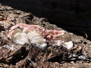  ( - HAY-F-005998)  @11 [ ] by-nc (2023) Dean Lyons Fungal Diversity Survey