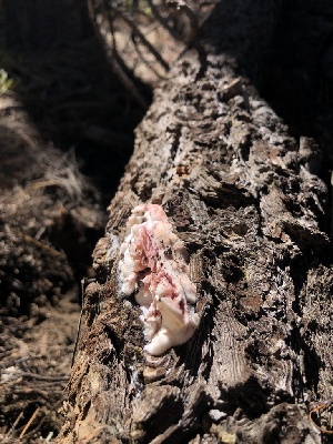  ( - HAY-F-005998)  @11 [ ] by-nc (2023) Dean Lyons Fungal Diversity Survey