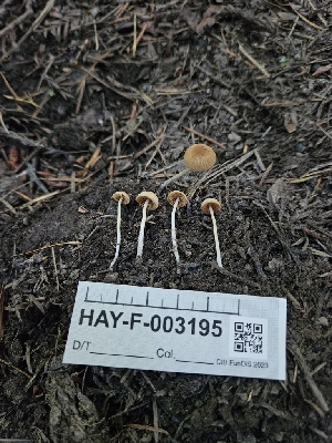  (Conocybula - HAY-F-003195)  @11 [ ] by (2023) Mandy Hackney Fungal Diversity Survey