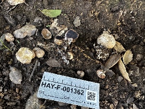  ( - HAY-F-001362)  @11 [ ] by-nc (2023) Aaron Tupac Fungal Diversity Survey