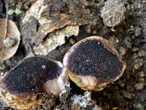  ( - HAY-F-001362)  @11 [ ] by-nc (2023) Aaron Tupac Fungal Diversity Survey