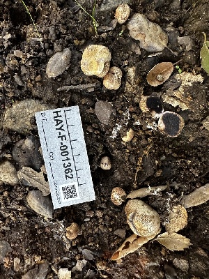  ( - HAY-F-001362)  @11 [ ] by-nc (2023) Aaron Tupac Fungal Diversity Survey