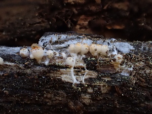  ( - HAY-F-005997)  @11 [ ] by-nc (2023) Dean Lyons Fungal Diversity Survey