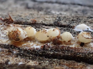  ( - HAY-F-005997)  @11 [ ] by-nc (2023) Dean Lyons Fungal Diversity Survey
