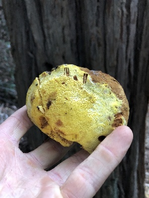  (Tyromyces - HAY-F-006002)  @11 [ ] by-nc (2023) Dean Lyons Fungal Diversity Survey