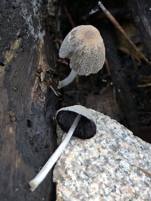  ( - HAY-F-006003)  @11 [ ] by-nc (2023) Dean Lyons Fungal Diversity Survey