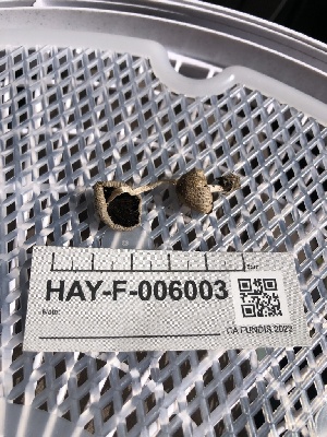  ( - HAY-F-006003)  @11 [ ] by-nc (2023) Dean Lyons Fungal Diversity Survey