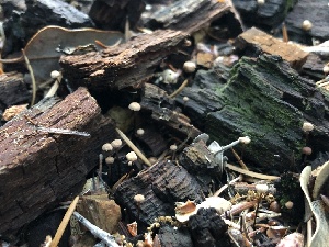  ( - HAY-F-006004)  @11 [ ] by-nc (2023) Dean Lyons Fungal Diversity Survey