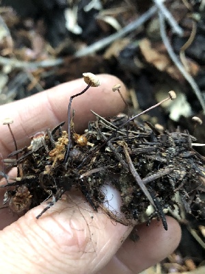  ( - HAY-F-006004)  @11 [ ] by-nc (2023) Dean Lyons Fungal Diversity Survey