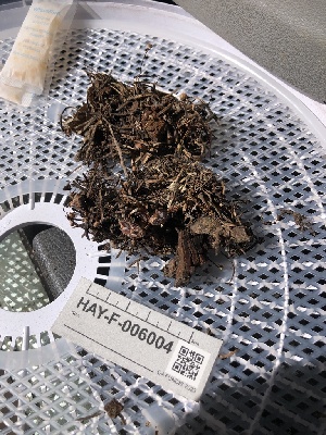  ( - HAY-F-006004)  @11 [ ] by-nc (2023) Dean Lyons Fungal Diversity Survey