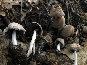  ( - HAY-F-006007)  @11 [ ] by-nc (2023) Dean Lyons Fungal Diversity Survey