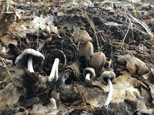  ( - HAY-F-006007)  @11 [ ] by-nc (2023) Dean Lyons Fungal Diversity Survey