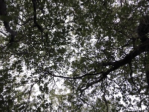  ( - HAY-F-006007)  @11 [ ] by-nc (2023) Dean Lyons Fungal Diversity Survey